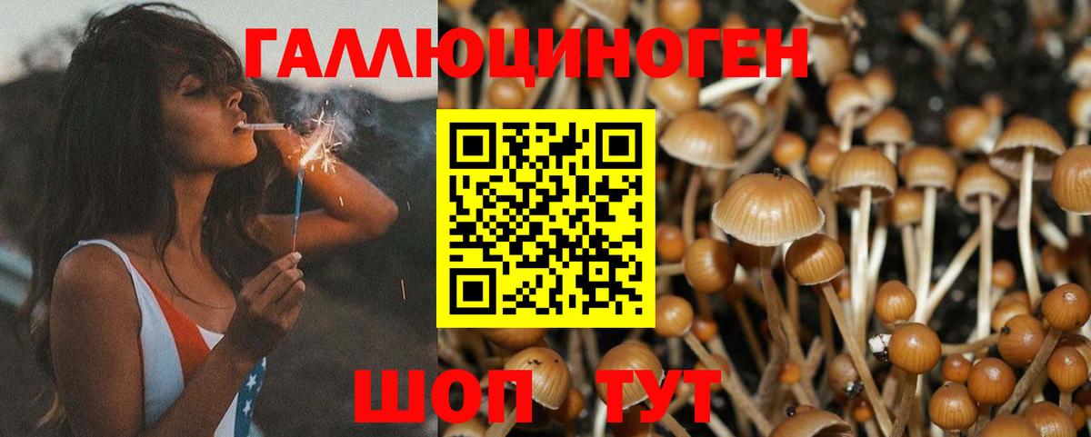 Галлюциногенные грибы Psilocybine cubensis Лабинск